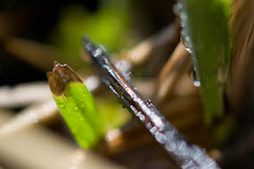 Closeup of dewdrops on leaves.