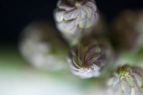 Closeup of asparagus stocks.