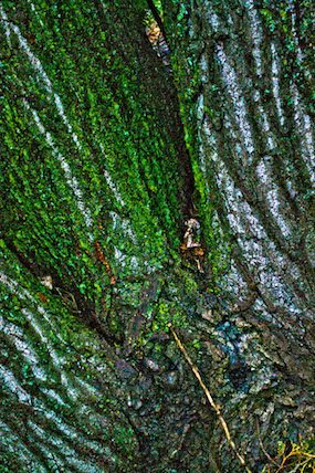 Trunk of a tree photographed at night.